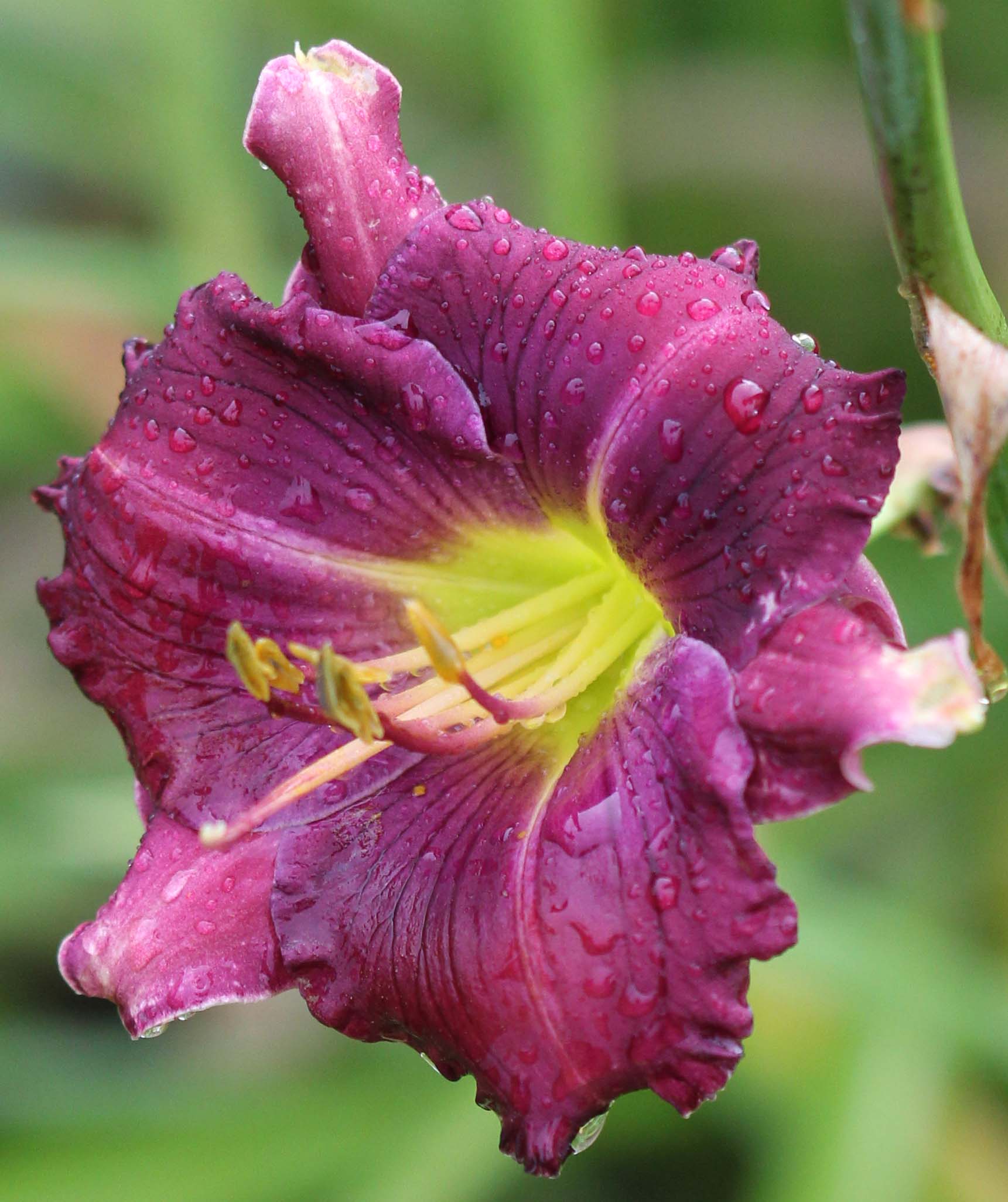 Nature's Purple Butterfly